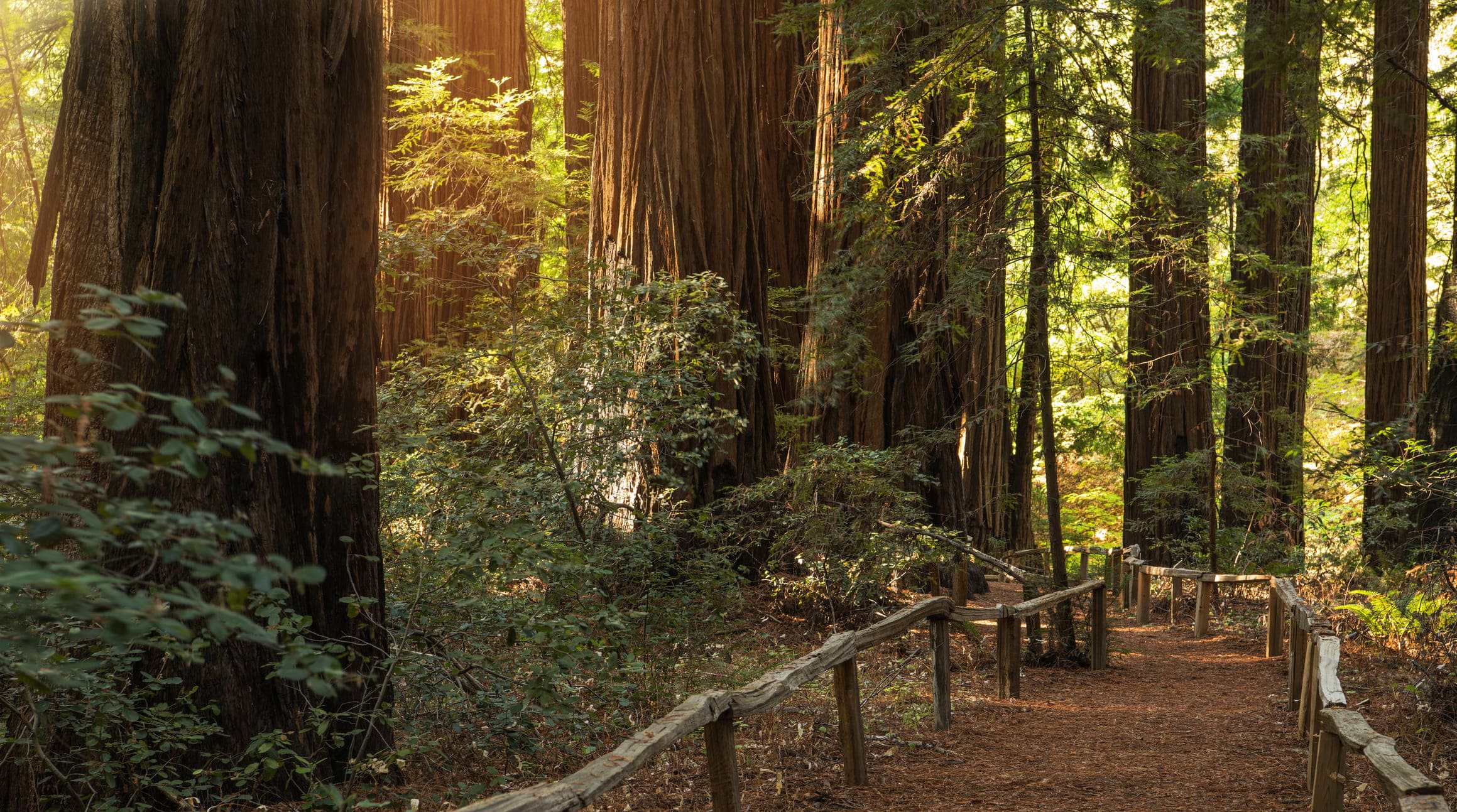 Muir Woods Tour — The Coastal Redwoods