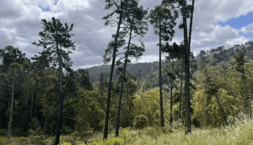Redwood Regional Park